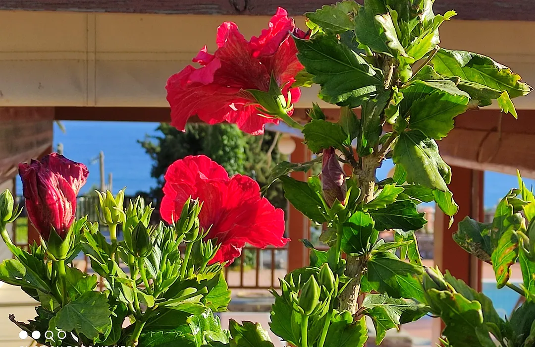 Magia Village Resort-1