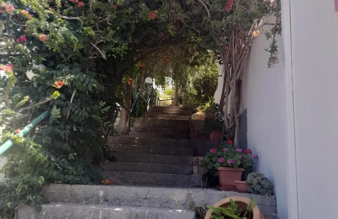 Camelia-1