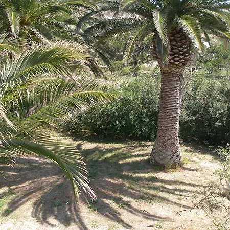 Avra Palm-3