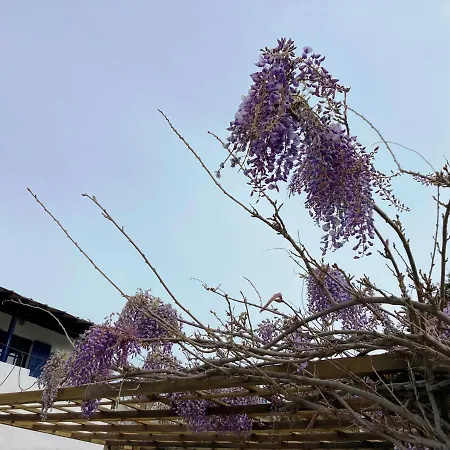 Andros Studios Tetrafylli-2
