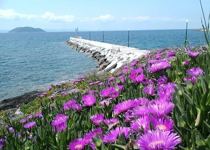 Welcome To Hotel Petunia, In Neos-Marmaras,Xalkidiki ,Greece Twin Room 2 Νέος Μαρμαράς