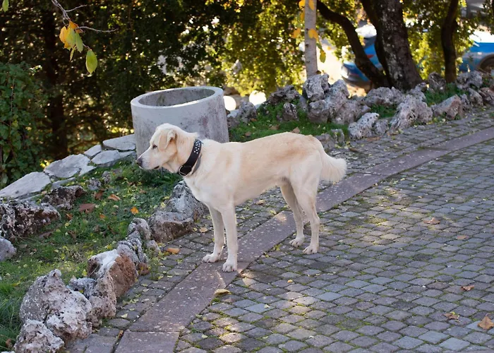 Chalet Elati Βυτίνα
